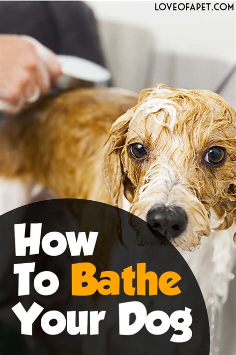The Best Magic Coat Dog Shampoo for White Coats: Keeping Them Bright